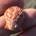 Rough Scallop - Photo (c) Susan J. Hewitt, some rights reserved (CC BY-NC), uploaded by Susan J. Hewitt
