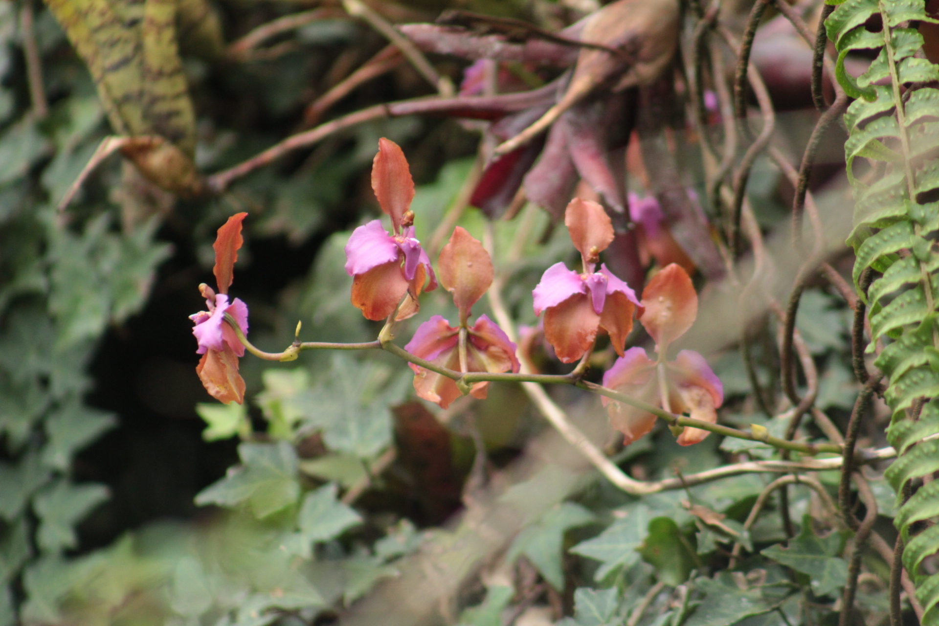 Cyrtochilum orgyale (Rchb.f.) Dalström 3