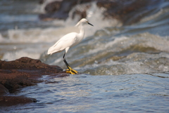 Egretta thula