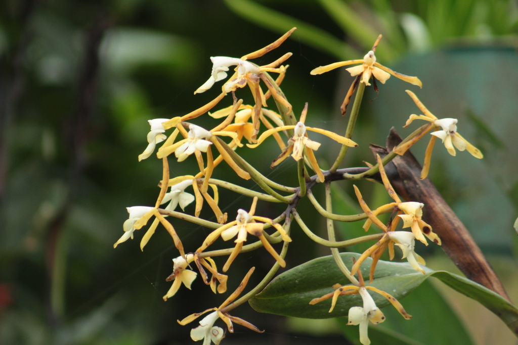 Epidendrum leucochilum
