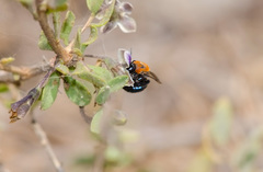 Colletes bicolor