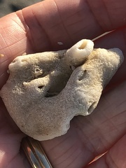 Schizoporella pungens