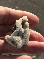 Schizoporella pungens