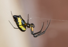 Leucauge funebris