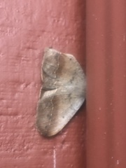 Prochoerodes forficaria