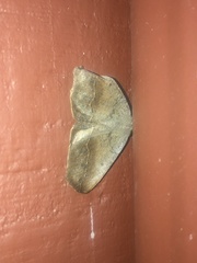 Prochoerodes forficaria