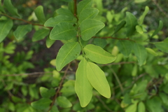 Erythroxylum coca
