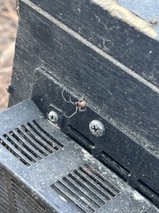 Latrodectus geometricus