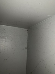 Pholcus phalangioides