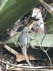 Sceloporus parvus