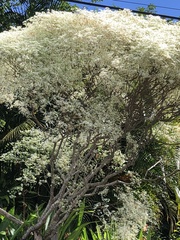 Euphorbia leucocephala