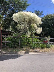 Euphorbia leucocephala
