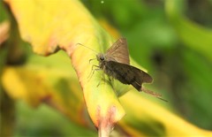 Spicauda simplicius