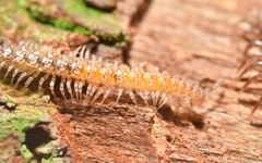 Brachydesmus superus