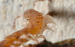 Brachydesmus superus