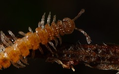 Brachydesmus superus