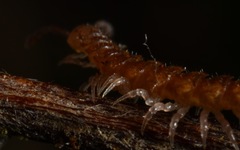 Brachydesmus superus
