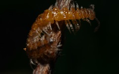 Brachydesmus superus