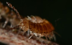 Brachydesmus superus