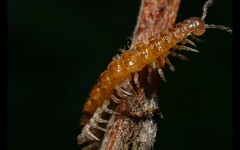 Brachydesmus superus