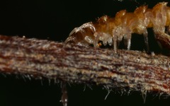 Brachydesmus superus