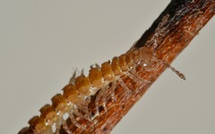 Brachydesmus superus