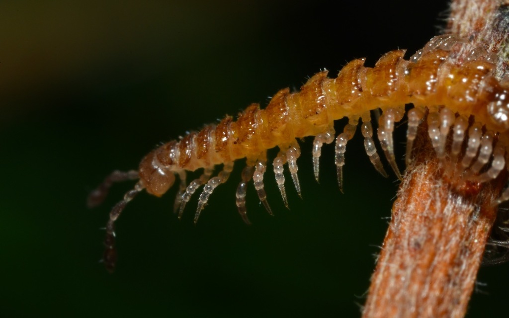 Brachydesmus