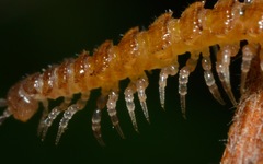 Brachydesmus superus