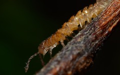 Brachydesmus superus