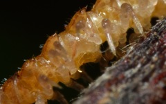 Brachydesmus superus