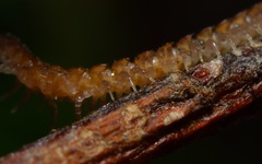 Brachydesmus superus