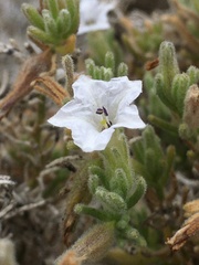Nolana clivicola