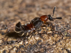 Tetrabothrus