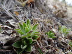 Aster alpinus vierhapperi