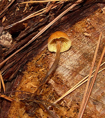 Xeromphalina cauticinalis pubescentipes