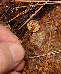 Xeromphalina cauticinalis pubescentipes