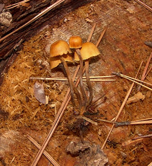 Xeromphalina cauticinalis pubescentipes