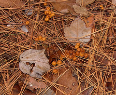 Xeromphalina cauticinalis pubescentipes