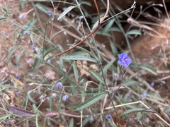 Evolvulus arizonicus