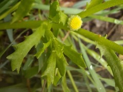 Centipeda cunninghamii