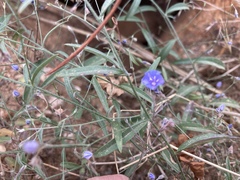 Evolvulus arizonicus