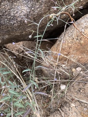 Evolvulus arizonicus