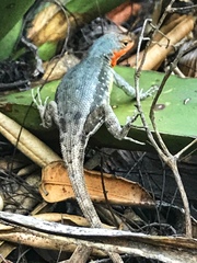 Sceloporus parvus