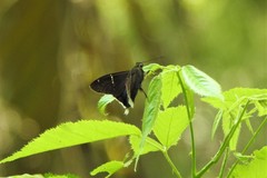 Thorybes virescens