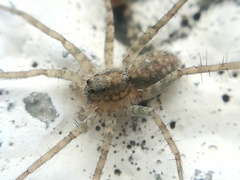 Pardosa steva