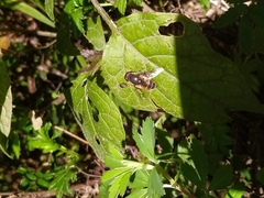 Eristalis bellardii