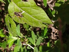 Eristalis bellardii