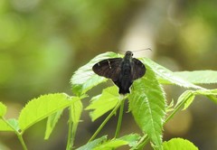 Thorybes virescens