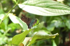 Thorybes virescens
