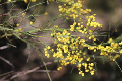 Acacia extensa